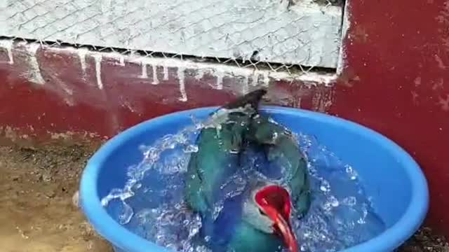 #Bird funny Moments 🤣🤣🤣