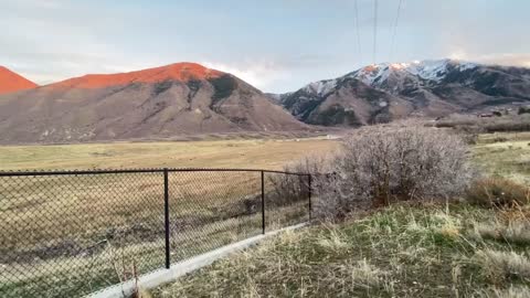 Elk in utah