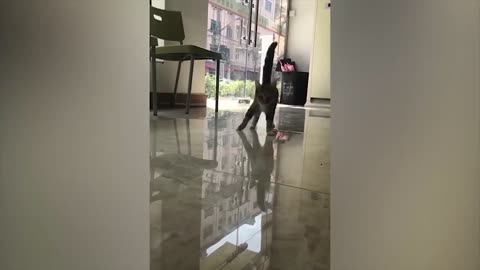 Watch This Cat Slip On The Concrete Floor