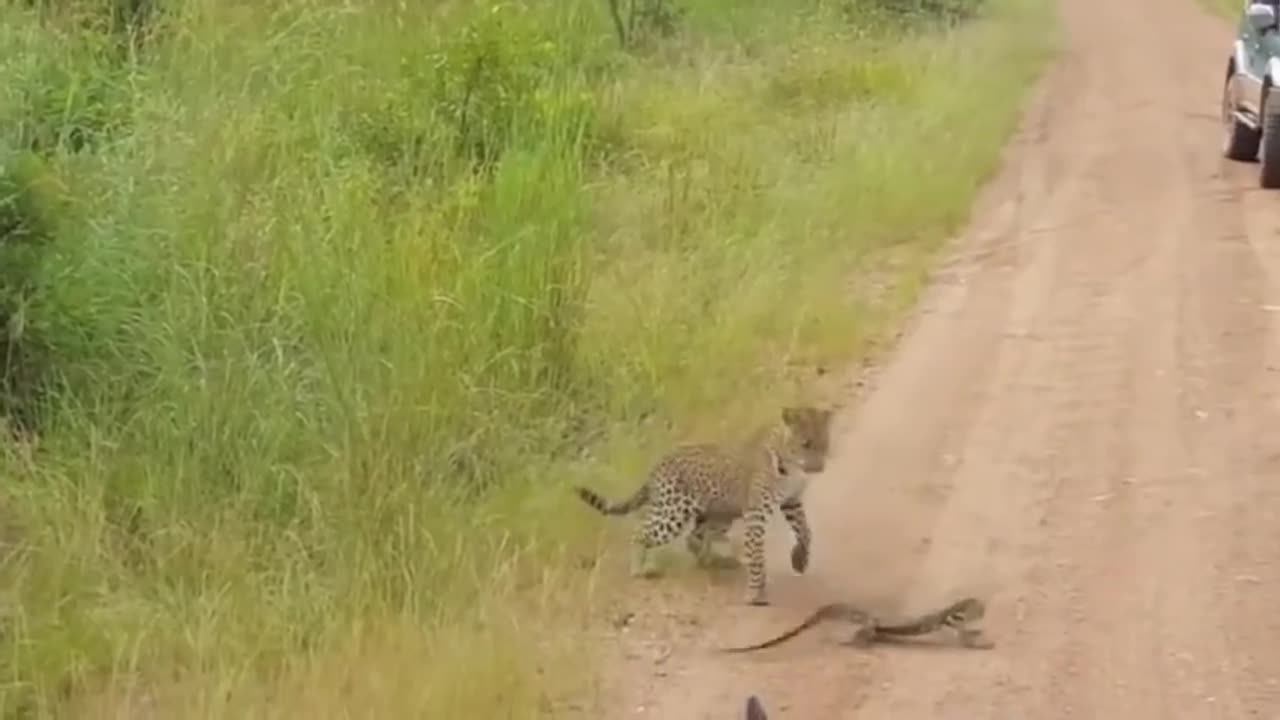 Leopard vs monitor lizard_ real_fight watch full