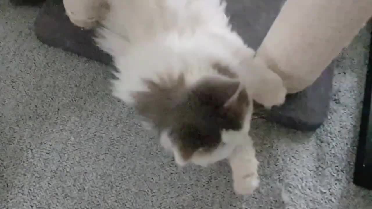 Cats turn their backs on unwanted encounters