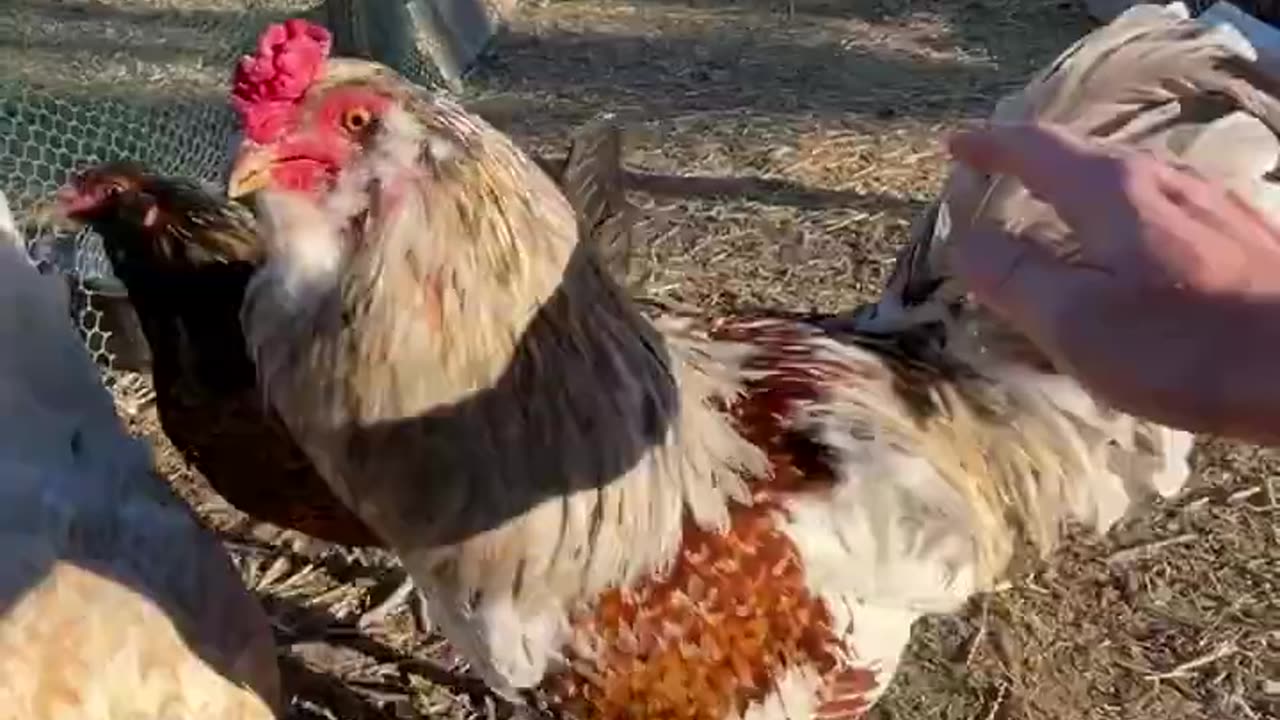 These hens keep showing up for work to produce eggs!