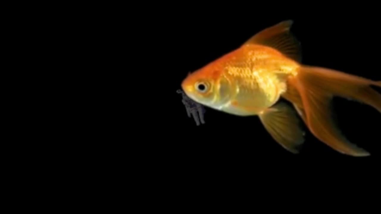 GOLDFISHTRONAUT