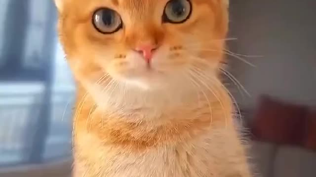 Cute Funny cat