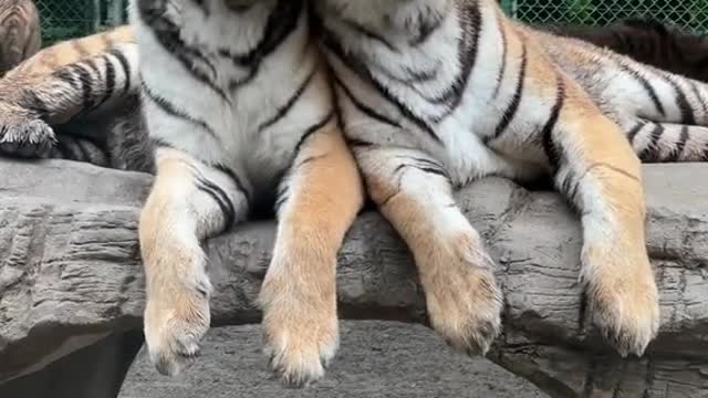 tigers