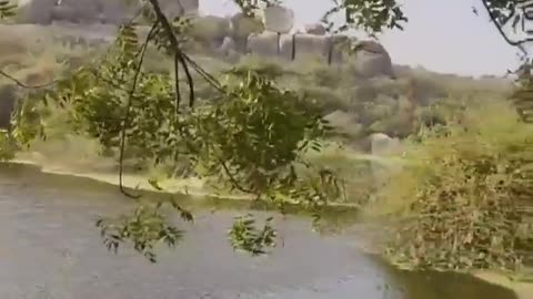 Wildlife in closer view with a natural perspective.