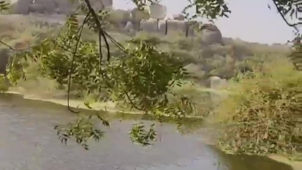 Wildlife in closer view with a natural perspective.
