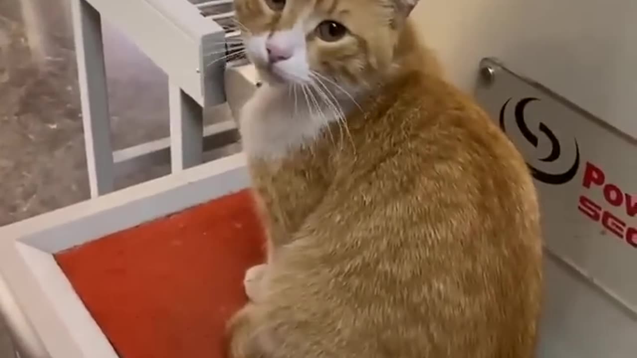 what a cute cat, look like catman 🫣🤣