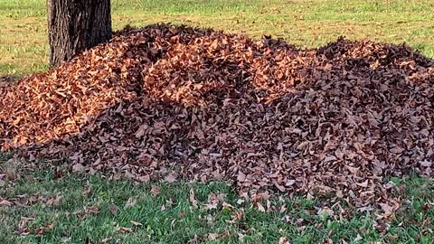 Crockett loves his leaf pile