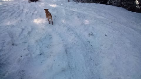 Dog having fun in the snow