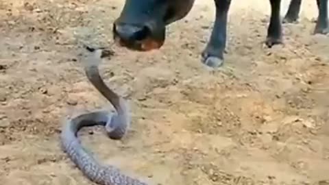 Le serpent cobra refuse d'agresser la vache