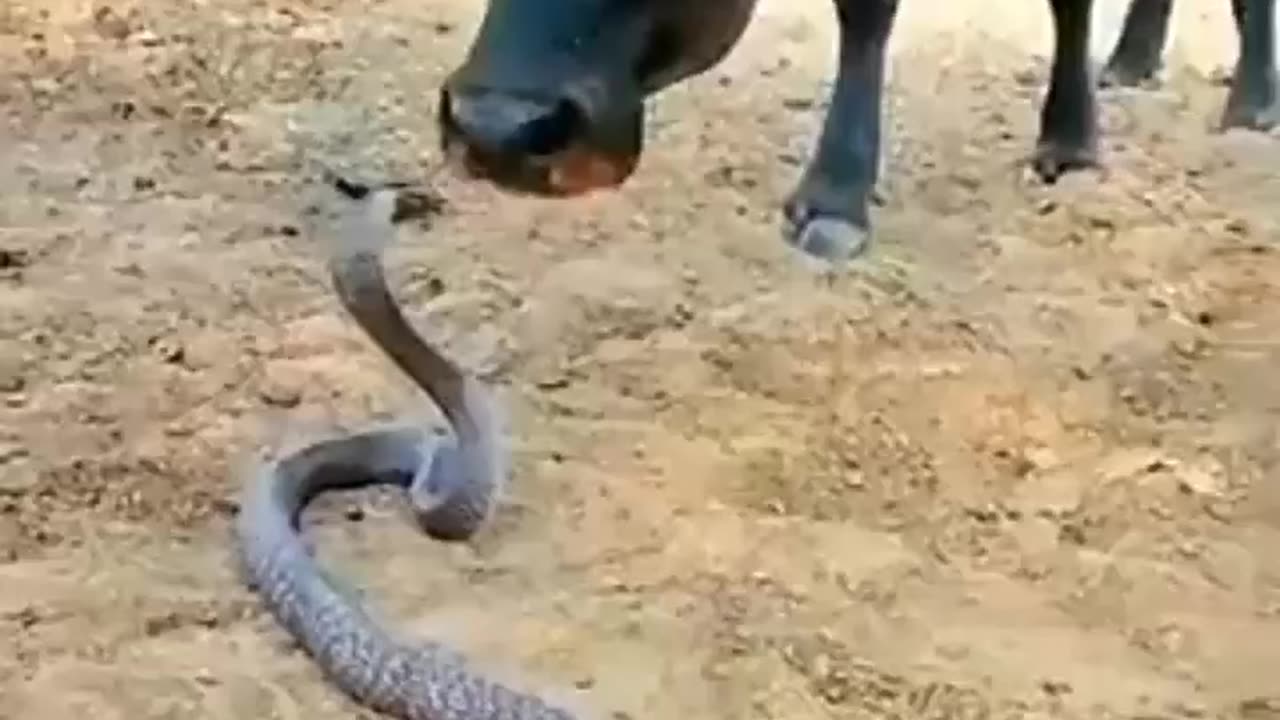 Le serpent cobra refuse d'agresser la vache