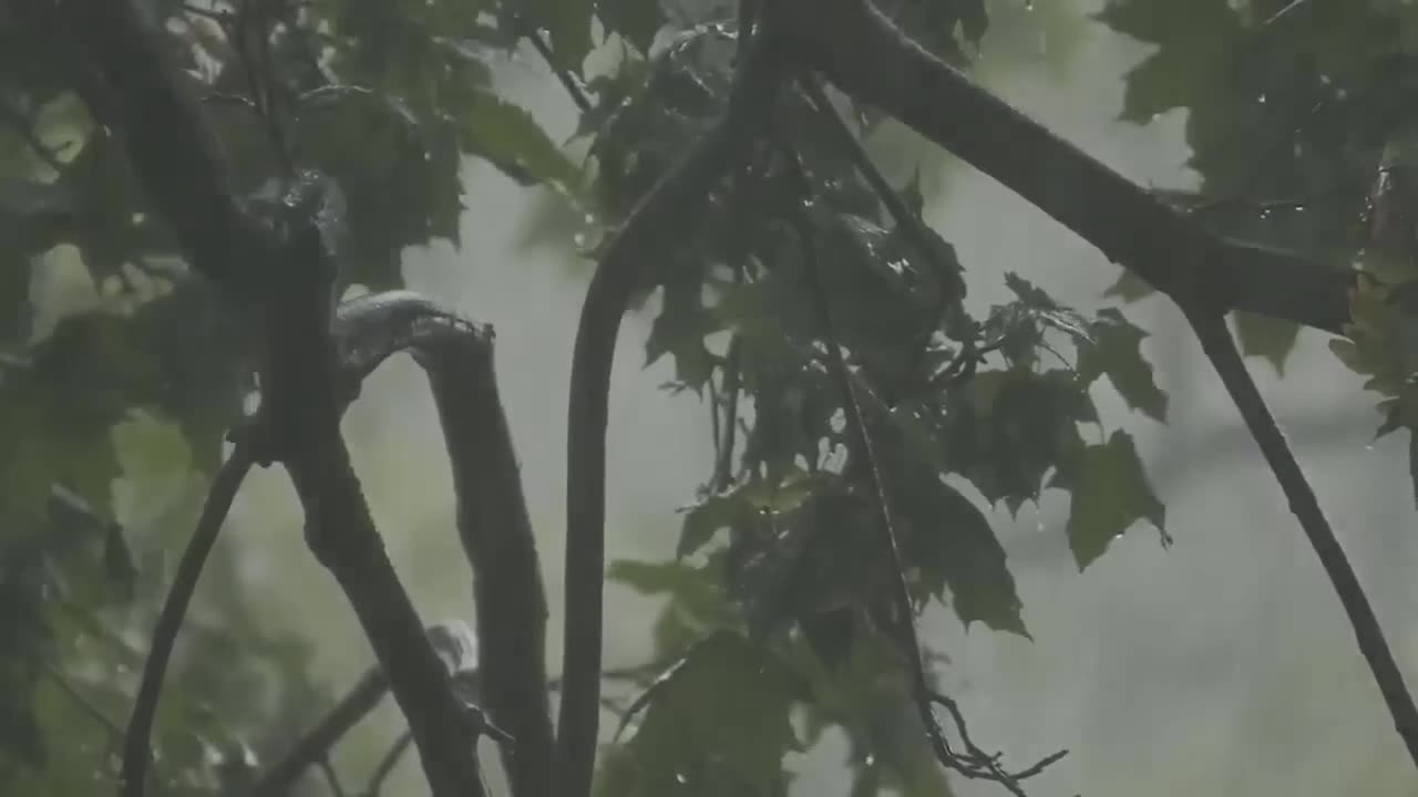 Sounds of Rain in the Rainforest for Sleeping or Studying 🌧️