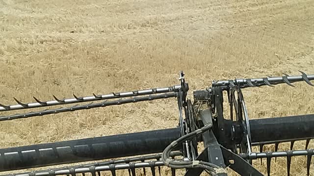 Wheat combine in Idaho part 2