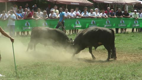 Krnjo od Karića vs Garči od Palalića Lugovi 2024