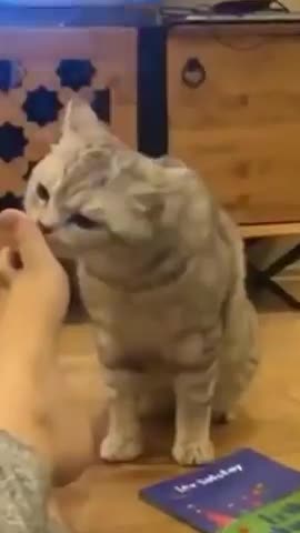 Cute cat funny comedy scenes 🤣🤣