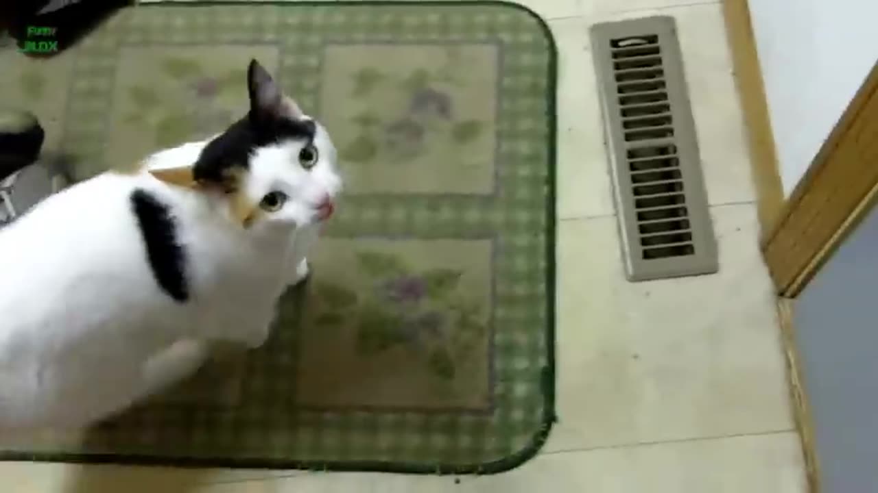 Funny Cats and Kittens Meowing Compilation