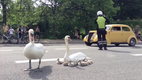 Swaan family controls traffic in Denmark