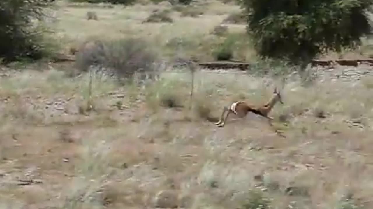 Springbuck race in Namibia