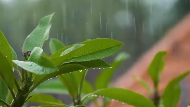 Relaxing Music for Sleep, for relaxation/Peaceful Piano Music, Music for Relieve Stress, Meditation