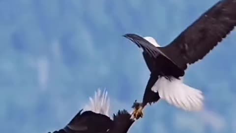 Eagle 🦅 a wonderful play actions