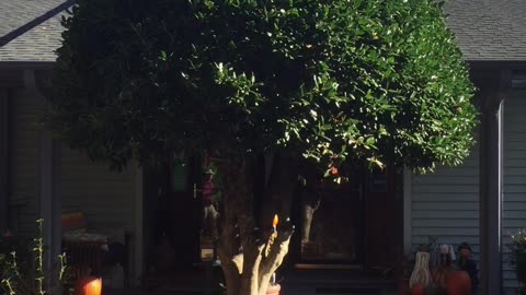 Shrub trimming with a 10’ ladder.