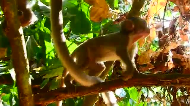 Adorable Lola hungry so much, Mum not give milk till baby like this, Lovely baby