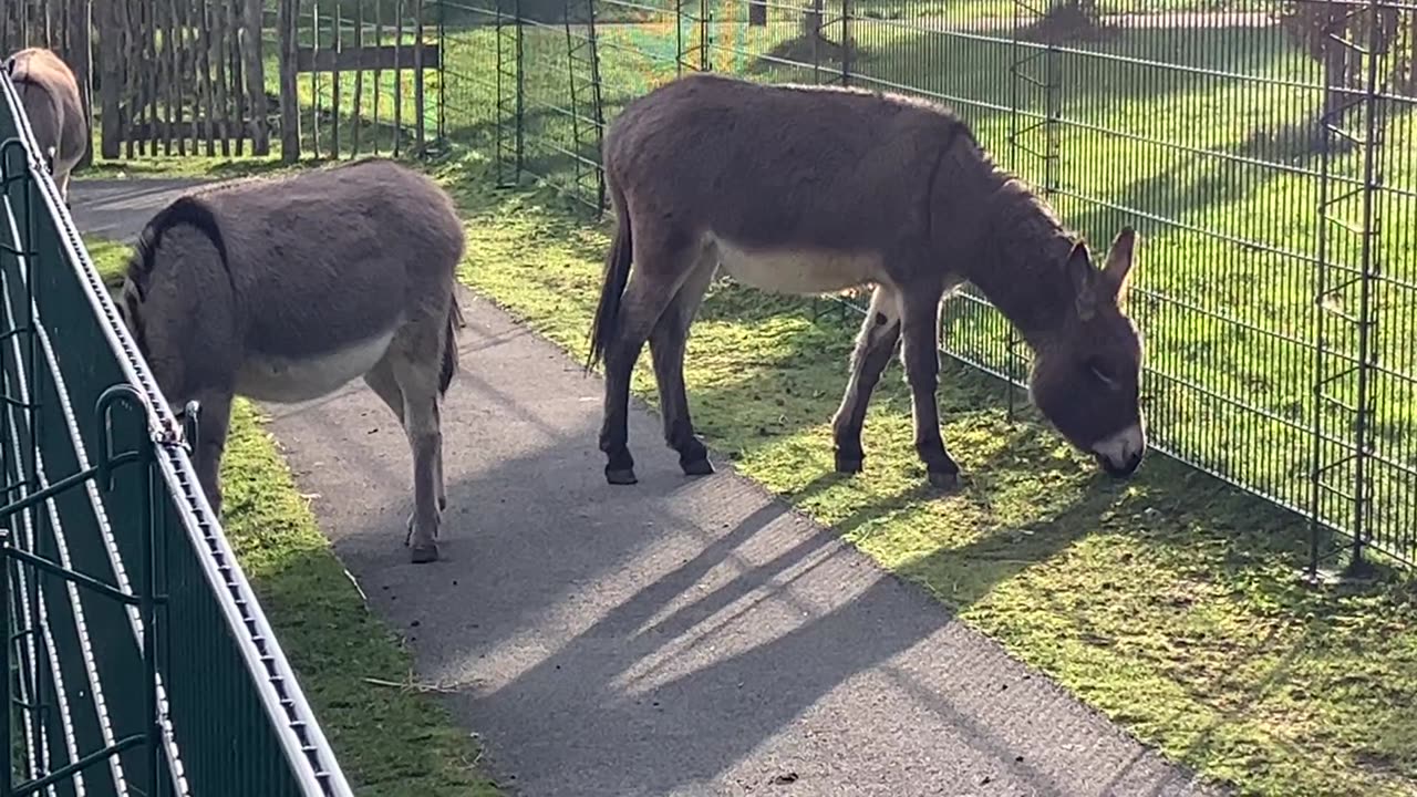 Real life funny donkey ! Eating and relaxing