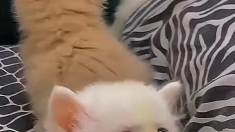 Cute and funny cat video.