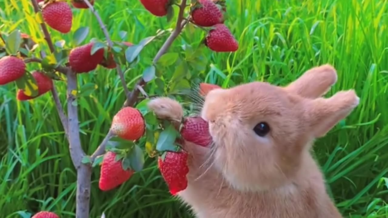 Rabbit 🐰 enjoy Strawberry 🍓🍓 in garden 😌