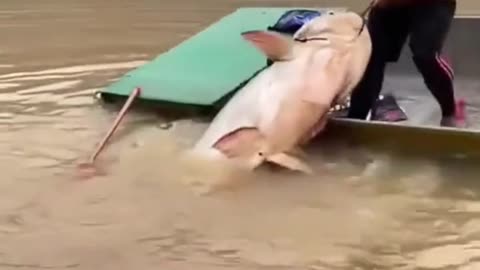 this man managed to catch such a big fish