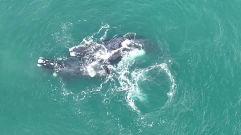 06 August 2022 Whales Mating - Western Cape Outeniquastrand SA