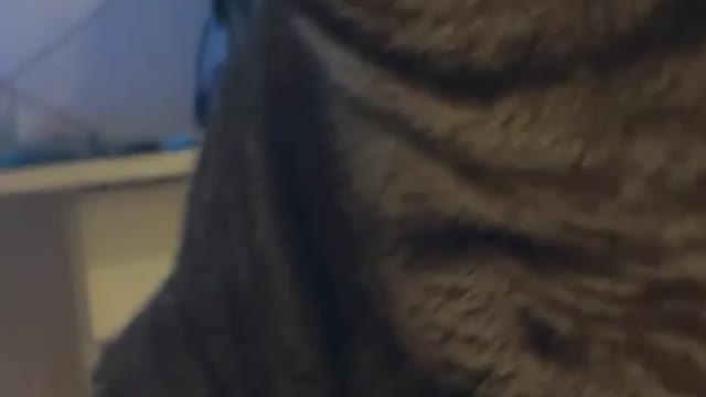 Cute Cats Playing #83