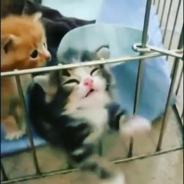 funny cat video 4