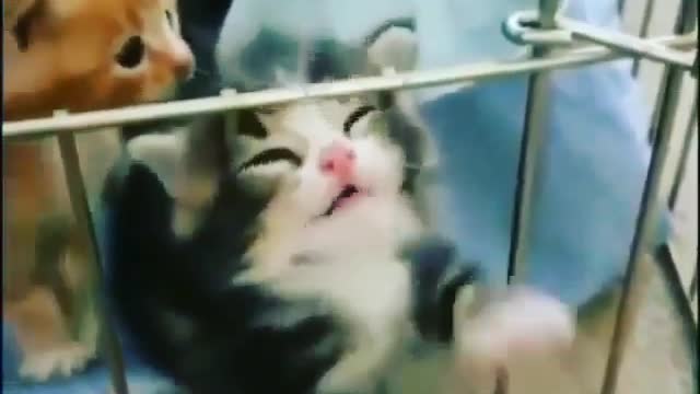 funny cat video 4