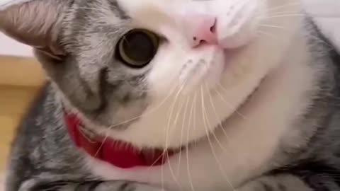 Animal Cute video