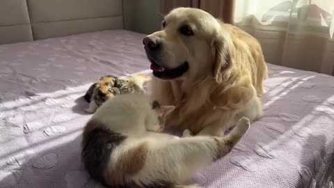 Mom Cat Shows Baby Kittens that Golden Retriever is Safe for Them