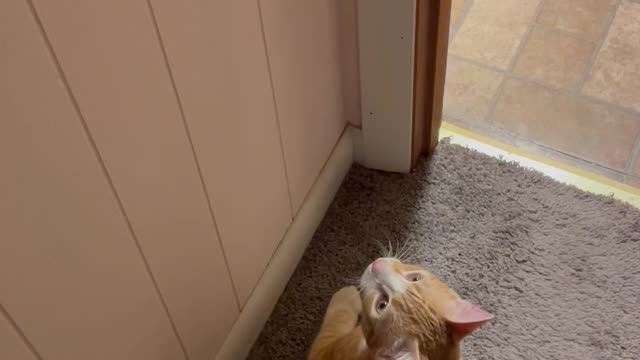 Cat Leaps for Light Switch