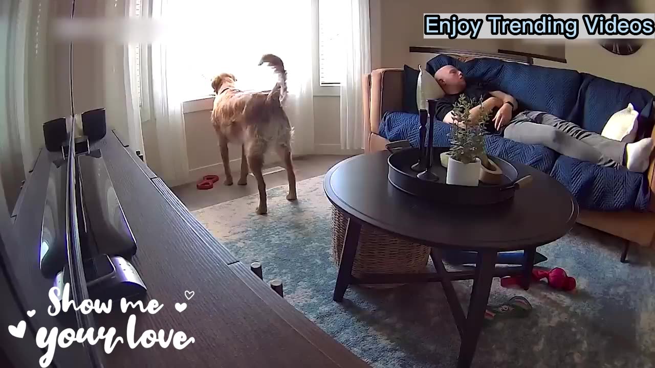 How a Sneaky Dog's Surprise Startled a Sleeping Soul!