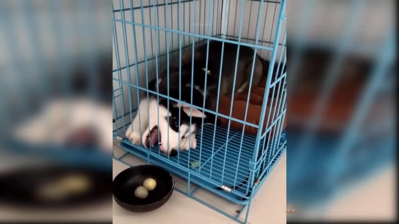 Funny Cat and Dog Videos That Will Make Your Day
