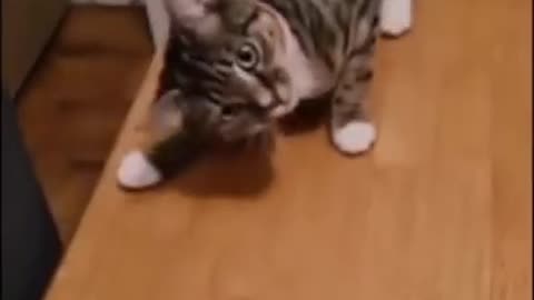 Funny animals