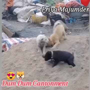 Funny moments little puppies #67