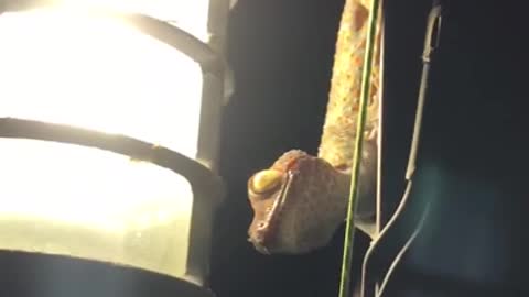 Gecko on the hunt