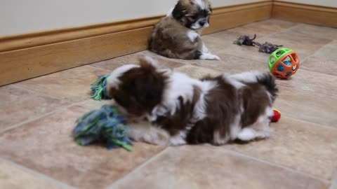 Vanka Gordy 2 akc shihtzu puppy for sale