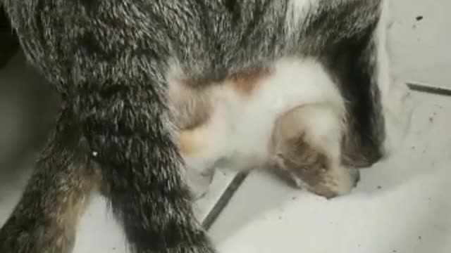 Waktu nya berkembang biak #kucing