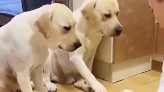 Funny dogs Can't Guess