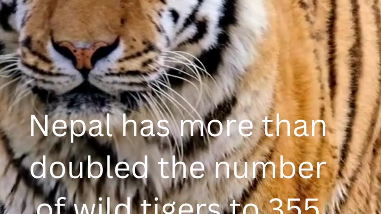 facts about tigers.... 2/50