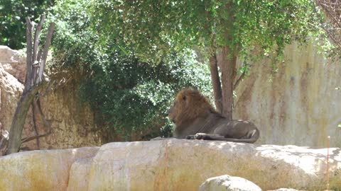 A Lion Under The Shade Of A Tree