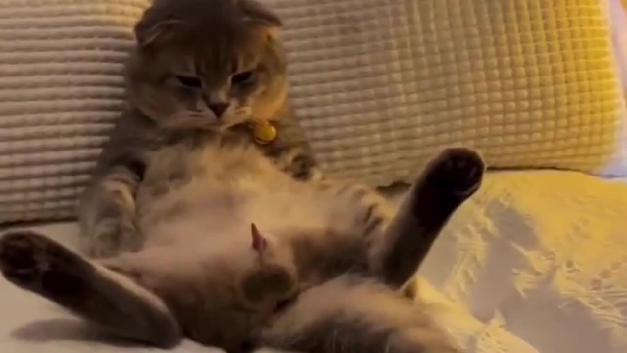 Funny animal 😂🤣😂