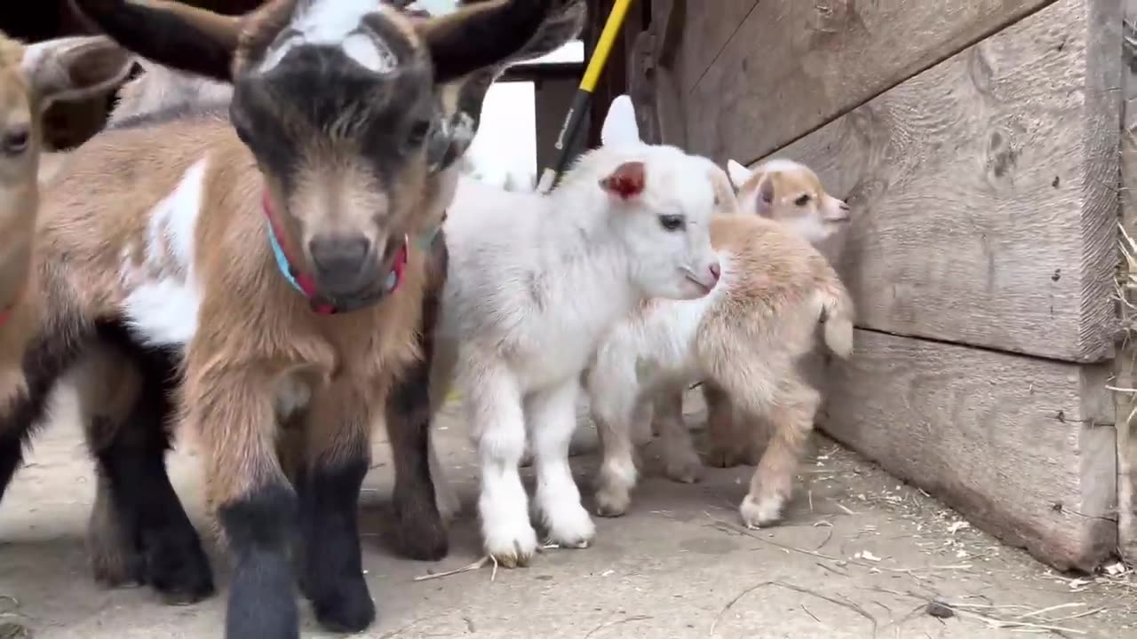 24 Curious goat kids!